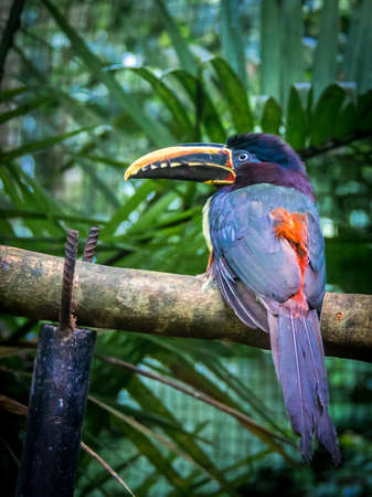 Collared Aracari (Collared Aracari) - like bird Toucan - Foz do Iguaçu, Brazilの写真素材