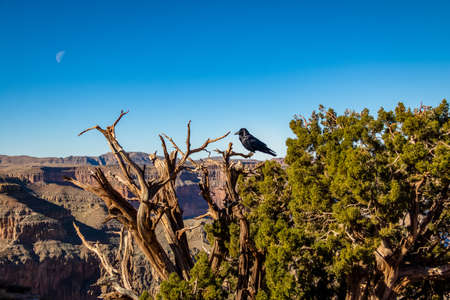 Black Raven at Grand Canyon West Rim - Arizona, USAの写真素材