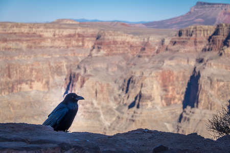 Black Raven at Grand Canyon West Rim - Arizona, USAの写真素材