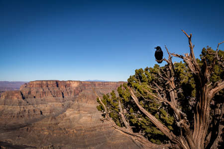 Black Raven at Grand Canyon West Rim - Arizona, USAの写真素材
