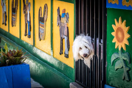 Dog in front of a colorful house - Guatape, Colombiaの写真素材
