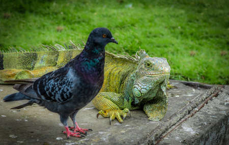 Iguana and pigeon in Seminario park - Guayaquil, Ecuadorの写真素材