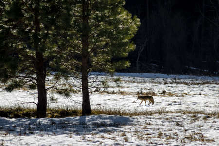 Coyote and tree in a snow field - Yosemite National Park, California, USAの写真素材