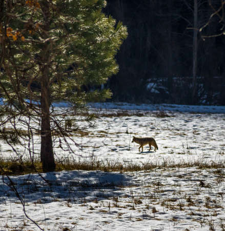 Coyote and tree in a snow field - Yosemite National Park, California, USAの写真素材