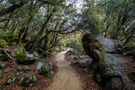 Hiking trail in the woods - Yosemite National Park, California, USAの写真素材