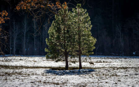 Coyote and tree in a snow field - Yosemite National Park, California, USAの写真素材