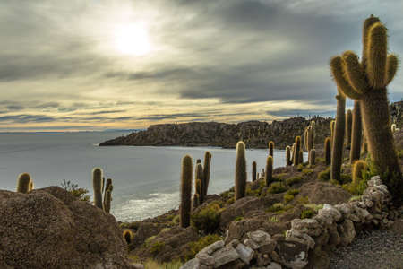 Incahuasi Cactus Island in Salar de Uyuni salt flat - Potosi Department, Boliviaの写真素材