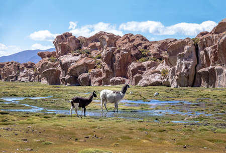 Llamas in Bolivean altiplano with rock formations on background - Potosi Department, Boliviaの写真素材