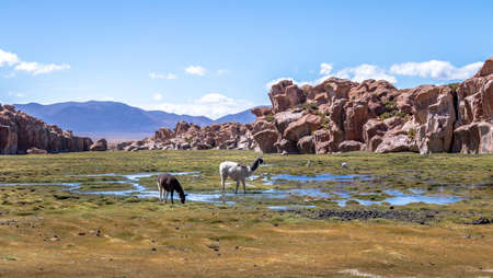 Llamas in Bolivean altiplano with rock formations on background - Potosi Department, Boliviaの写真素材