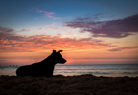 Silhoutte of a dog at sunset on a beach - Mancora, Peruの写真素材