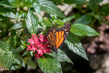 Monarch Butterfly on red flowers