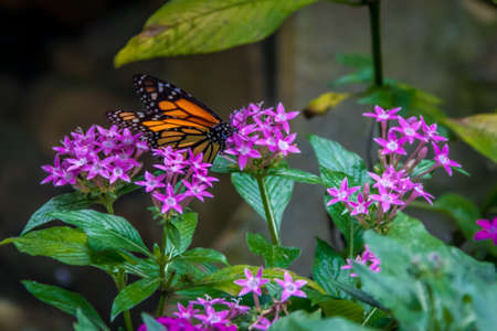 Monarch Butterfly on pink flowersの写真素材
