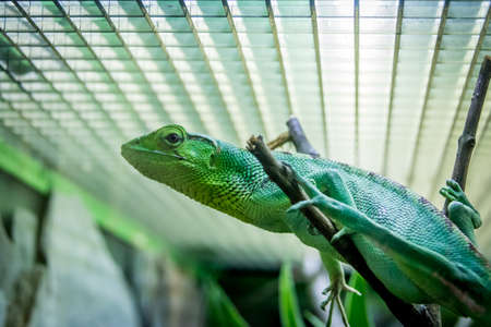 Green Lizard - Berthold's Bush Anole (Polychrus gutturosus)の写真素材