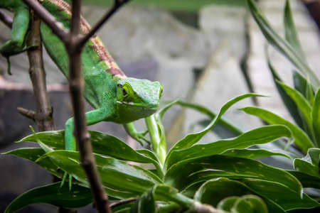 Green Lizard on a cage - Berthold's Bush Anole (Polychrus gutturosus)の写真素材