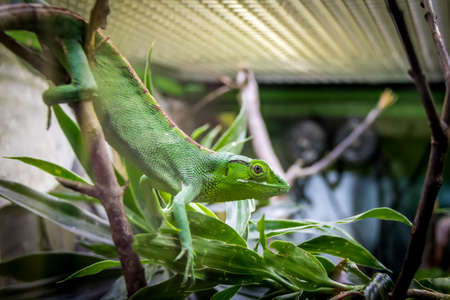 Green Lizard on a cage - Berthold's Bush Anole (Polychrus gutturosus)の写真素材