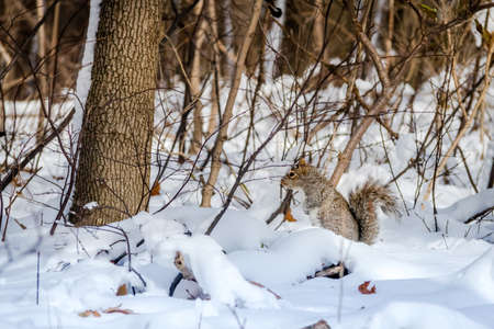 Gray squirrel on the snow - Montreal, Quebec, Canadaの写真素材