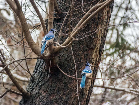 Pair of Blue Jay Birds at Central Park - New York, USAの写真素材