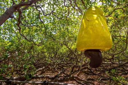 World's Largest Cashew Tree - Pirangi, Rio Grande do Norte, Brazilのeditorial素材