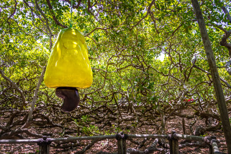 World's Largest Cashew Tree - Pirangi, Rio Grande do Norte, Brazilのeditorial素材