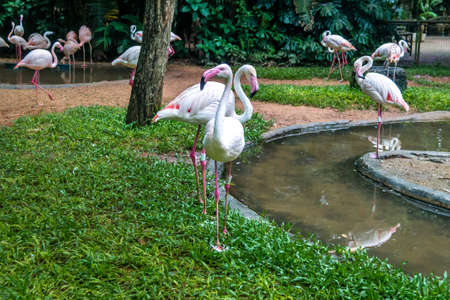 Flamingos at Parque das Aves - Foz do Iguacu, Parana, Brazilの写真素材