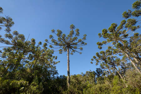 Araucaria angustifolia ( Brazilian pine) of Itaimbezinho Canyon at Aparados da Serra National Park - Cambara do Sul, Rio Grande do Sul, Brazilの写真素材