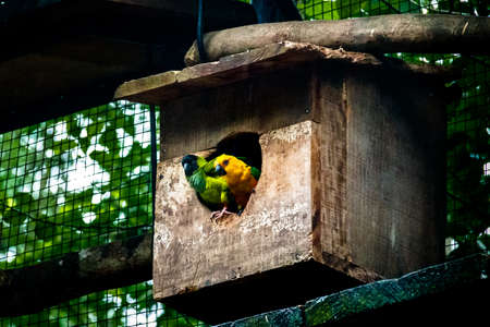 Sun Parakeet and Nanday Parakeet Couple at Parque das Aves - Foz do Iguacu, Parana, Brazil