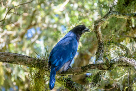 Azure Jay or Gralha Azul bird (Cyanocorax caeruleus) in Itaimbezinho Canyon at Aparados da Serra National Park - Cambara do Sul, Rio Grande do Sul, Brazilの写真素材