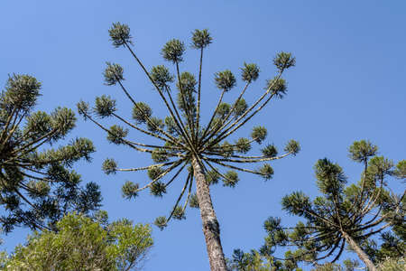 Araucaria angustifolia ( Brazilian pine) of Itaimbezinho Canyon at Aparados da Serra National Park - Cambara do Sul, Rio Grande do Sul, Brazilの写真素材