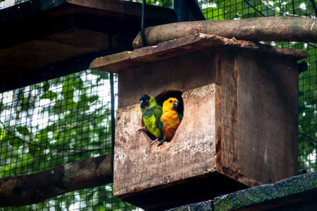 Sun Parakeet and Nanday Parakeet Couple at Parque das Aves - Foz do Iguacu, Parana, Brazilの写真素材