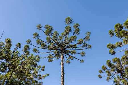 Araucaria angustifolia ( Brazilian pine) of Itaimbezinho Canyon at Aparados da Serra National Park - Cambara do Sul, Rio Grande do Sul, Brazilの写真素材