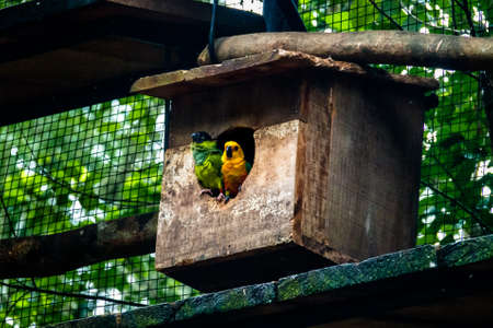 Sun Parakeet and Nanday Parakeet Couple at Parque das Aves - Foz do Iguacu, Parana, Brazilの写真素材