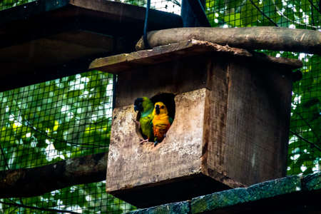 Sun Parakeet and Nanday Parakeet Couple at Parque das Aves - Foz do Iguacu, Parana, Brazilの写真素材