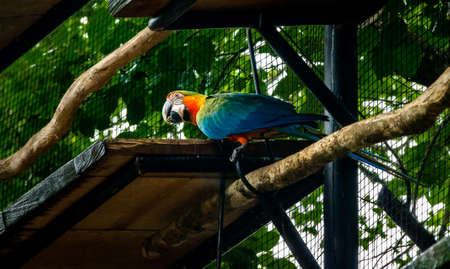 Hybrid Macaw at Parque das Aves - Foz do Iguacu, Parana, Brazilの写真素材