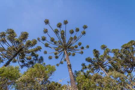 Araucaria angustifolia ( Brazilian pine) of Itaimbezinho Canyon at Aparados da Serra National Park - Cambara do Sul, Rio Grande do Sul, Brazilの写真素材