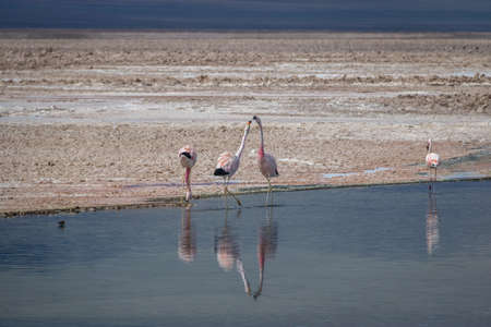 Flamingos in Chaxa Lagoon at  Atacama Salar - Atacama Desert, Chile