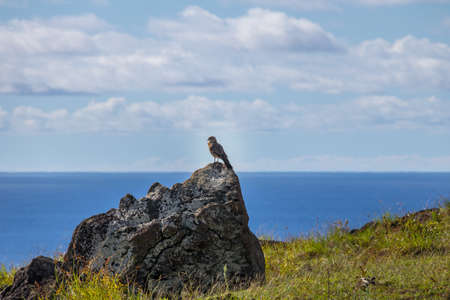 Chimango caracara falcon - Easter Island, Chileの写真素材