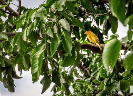 Smal yellow bird Male Orange-fronted Yellow Finch (Sicalis columbiana) in a tree - Cali, Colombiaの写真素材
