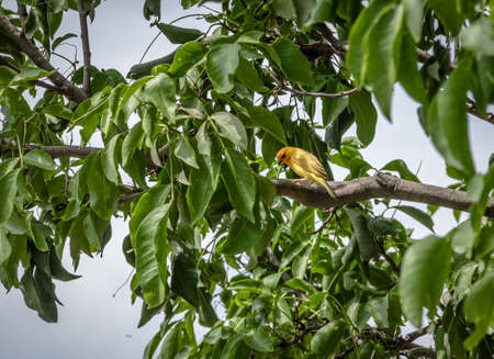 Smal yellow bird Male Orange-fronted Yellow Finch (Sicalis columbiana) in a tree - Cali, Colombiaの写真素材