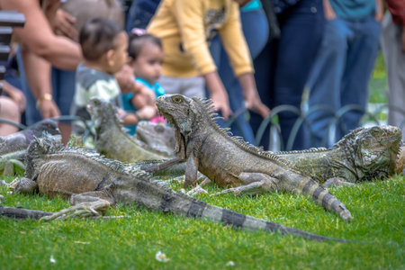Iguanas at Seminary Park (Iguanas Park) - Guayaquil, Ecuadorのeditorial素材