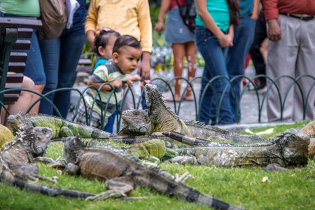 Iguanas at Seminary Park (Iguanas Park) - Guayaquil, Ecuadorのeditorial素材