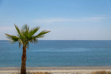 Palm tree in a Mediterranean beach of Ionian Sea - Bova Marina, Calabria, Italyの写真素材