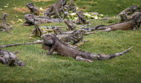 Iguanas at Seminario Park (Iguanas Park) - Guayaquil, Ecuadorの写真素材