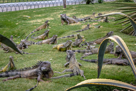 Iguanas at Seminario Park (Iguanas Park) - Guayaquil, Ecuadorの写真素材