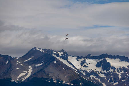 Chilean Skua Bird flying over Mountains in Beagle Channel - Ushuaia, Tierra del Fuego, Argentina