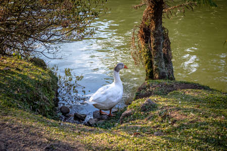 Mixed Domestic goose with white body and gray head at Lago Negro (Black Lake) - Gramado, Rio Grande do Sul, Brazilの写真素材