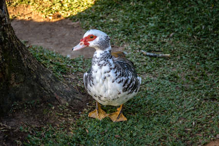 Muscovy Duck at Lago Negro (Black Lake) - Gramado, Rio Grande do Sul, Brazilの写真素材