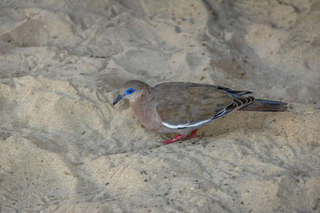 West Peruvian dove or Pacific dove (Zenaida meloda) at Huacachina Oasis - Ica, Peruの写真素材