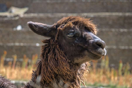 Ollantaytambo Inca ruins and Terraces - Ollantaytambo, Sacred Valley, Peruの写真素材