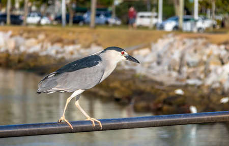 Black-crowned Night Heron - Florianopolis, Santa Catarina, Brazilの写真素材