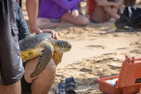 Scientific Capture of Sea Turtles, measurement and data collection by Tamar Project (Tamar Project) at Boldro Beach Beach - Fernando de Noronha, Pernambuco, Brazilのeditorial素材